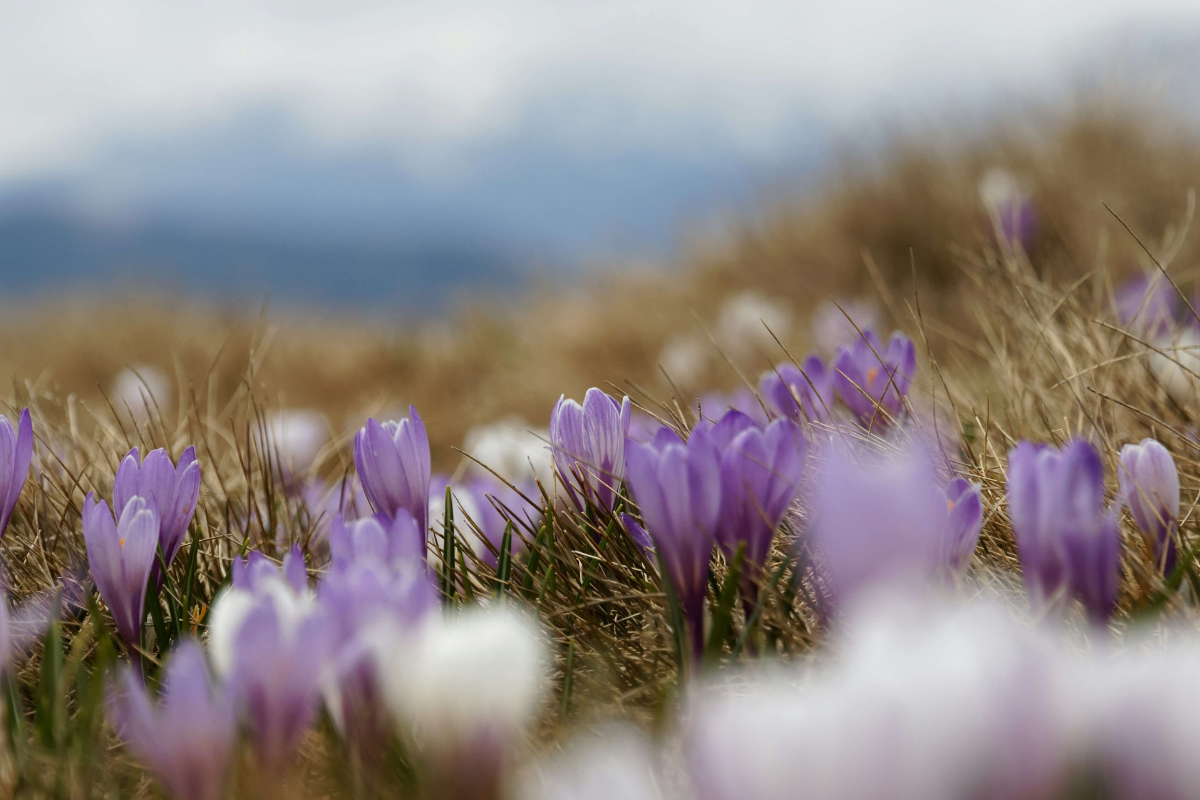 Spring Bliss Retreat Brandenburg